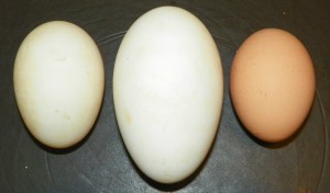 Duck, goose and chicken eggs